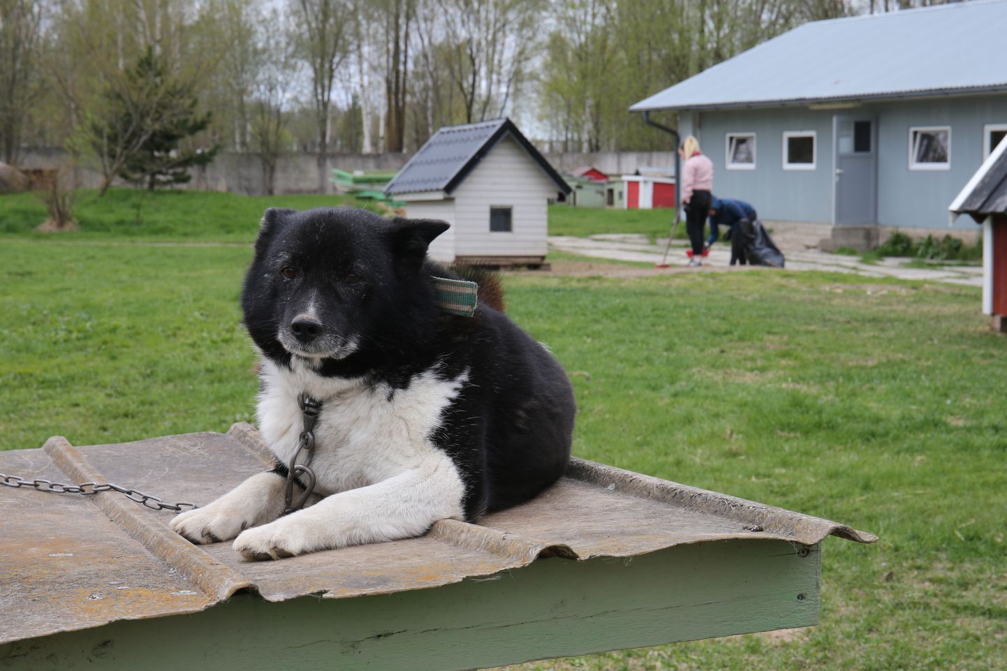 Raatuse kooli kaheksandikud askeldavad ka Tartu koduta loomade varjupaigas.
