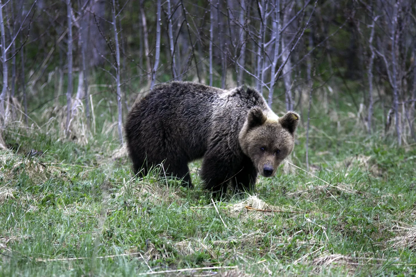 Численность медведей в Эстонии держится на уровне 900-950  особей и эта цифра имеет тенденцию роста уже последние 15 лет.