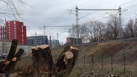 Tallinn lõhkab heakorrastuse nimel Tondis vanu puid