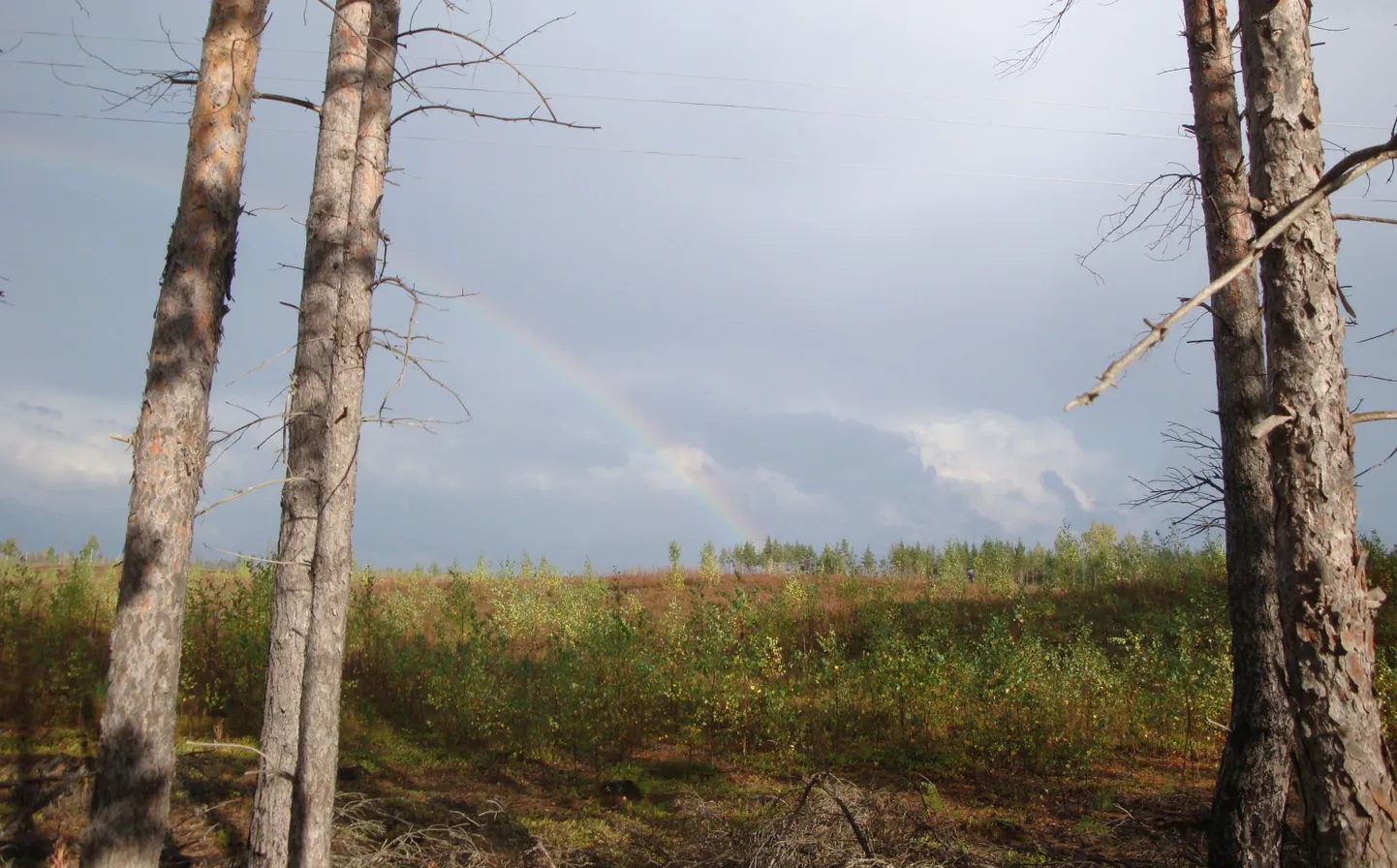 Vihterpalus paar aastat tagasi tehtud pilt, kus on näha, et põlenud metsaosa oli siis hakanud juba uuesti tärkama.