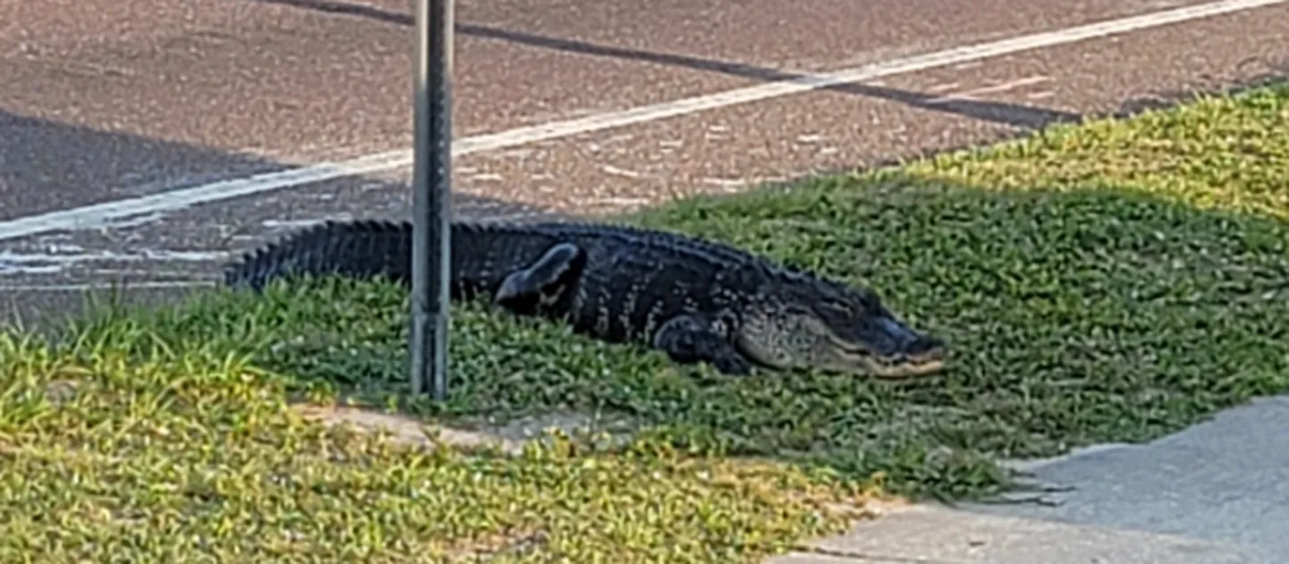 Аллигатор на автобусной остановке