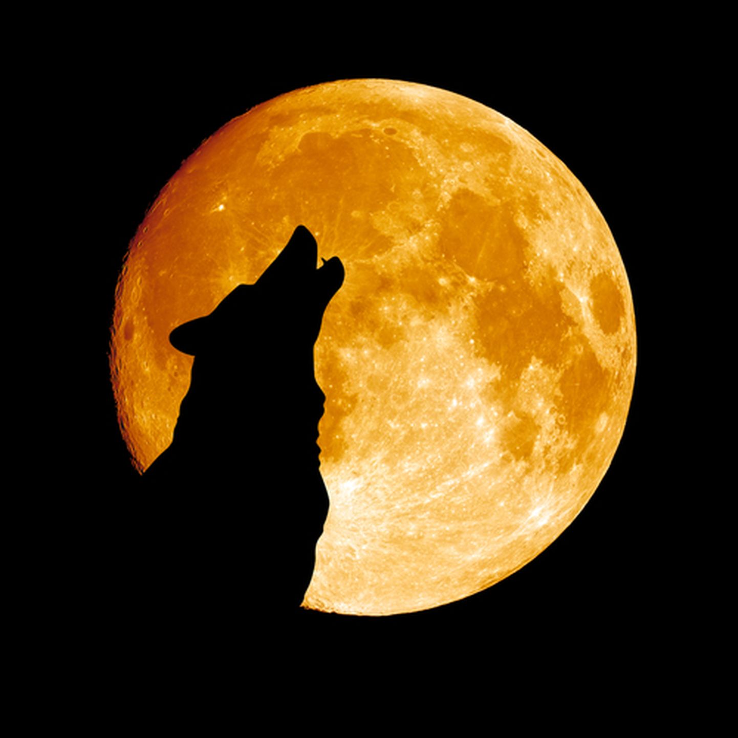 Волк воет на Луну. Иллюстративное фото