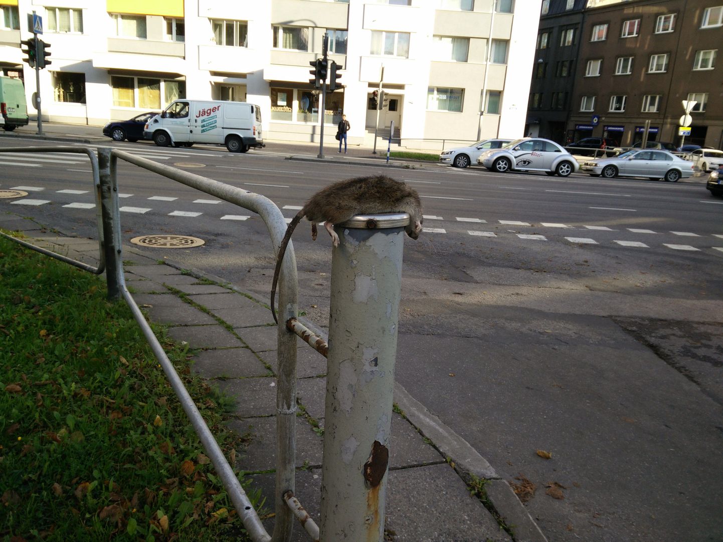 Мертвая крыса на улице Лийвалайа в Таллинне.