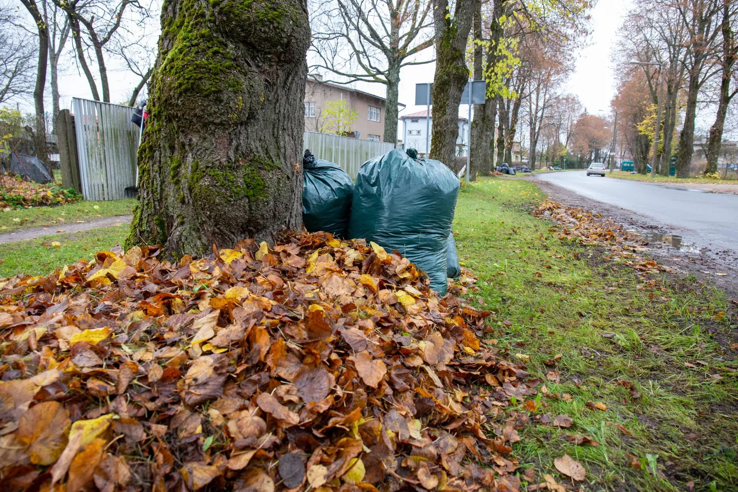 Kindlasti tasub lehed ära pühkida teedelt, kus need jalgealuse muidu libedaks teeksid.