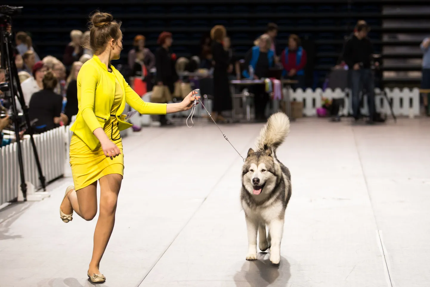 Tallinn. 09.04.2017. 
Rahvusvaheline koertenäitus "Tallinna võitja 2017" Saku Suurhallis. 
FOTO: JAANUS LENSMENT/POSTIMEES