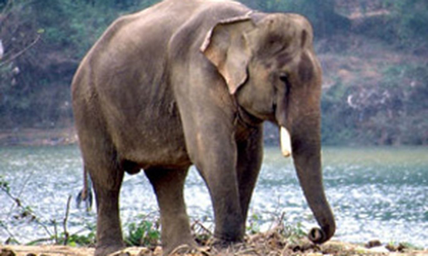 Гималайский слон