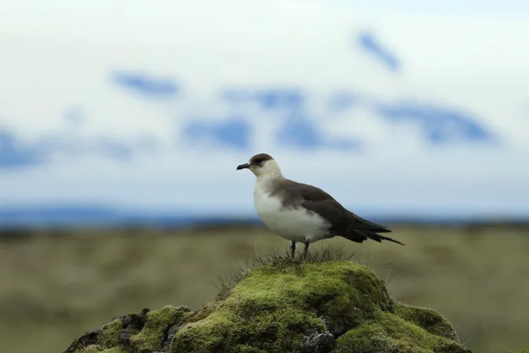 Söödikänni, kes meilt vaid läbi rändab, tuvastati üksnes Kabli linnutornis.