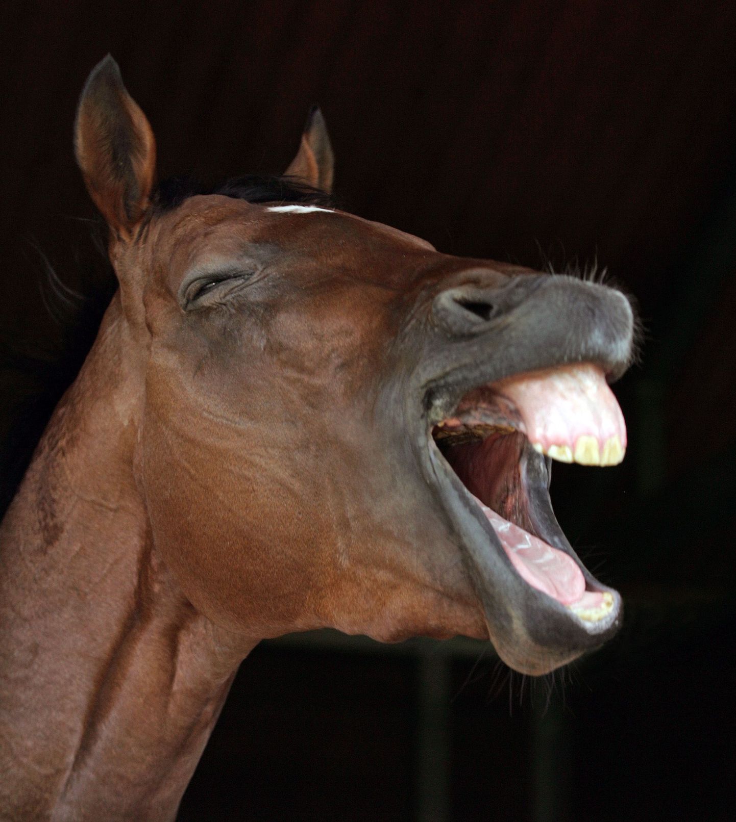 Hobustel on põhjust rõõmustada, sest prantslaste isu nende liha järele on kõvasti kahanenud.