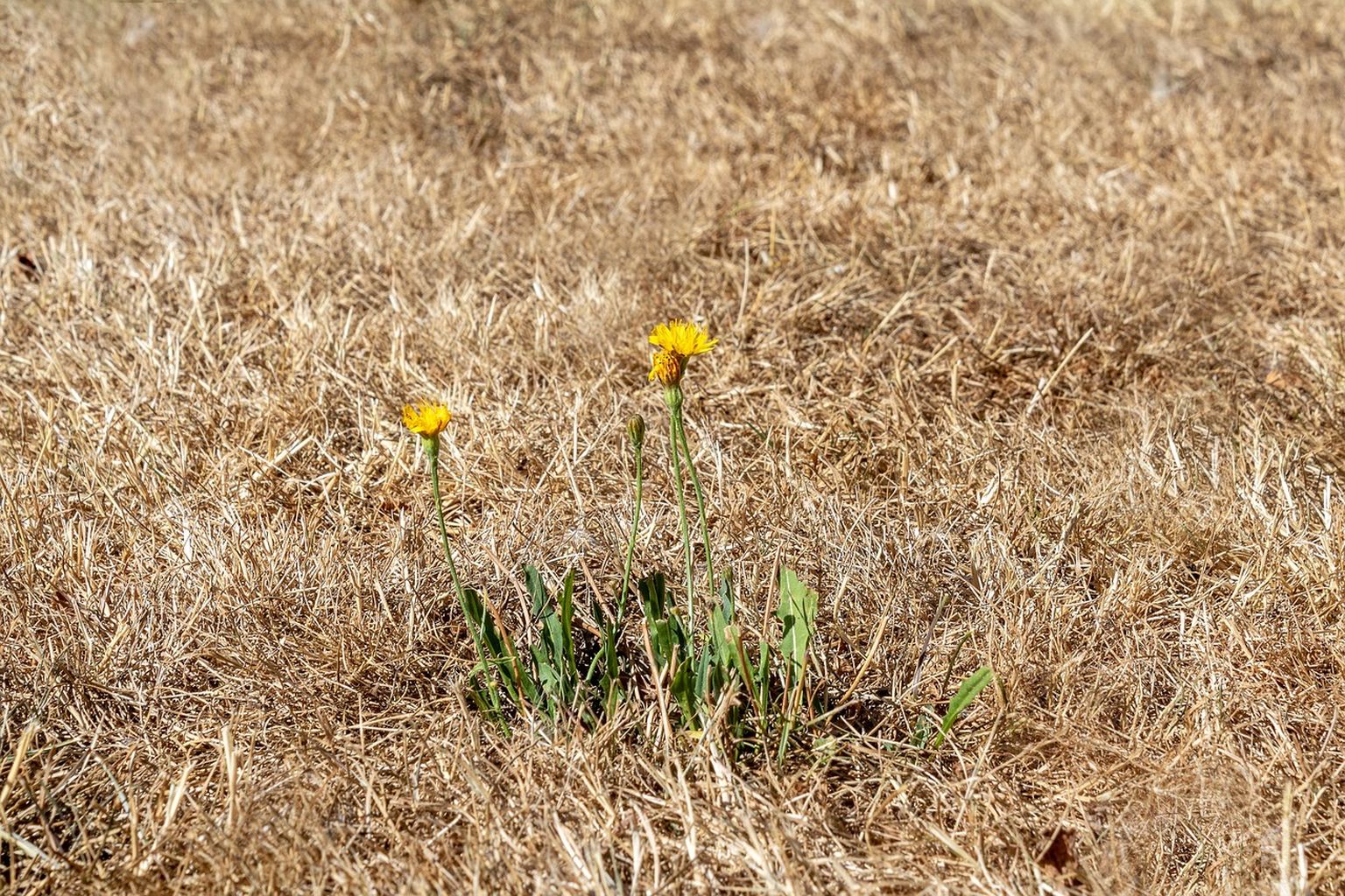 Сухая трава. Иллюстративное фото