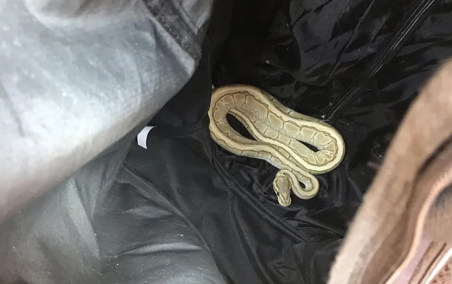 Londoni lähedase Basildoni kassiomaniku kass leidis aiast kuningpüütoni