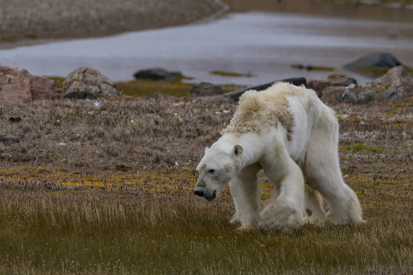 Nälga surev jääkaru Kanadas, möödunud aasta detsembris