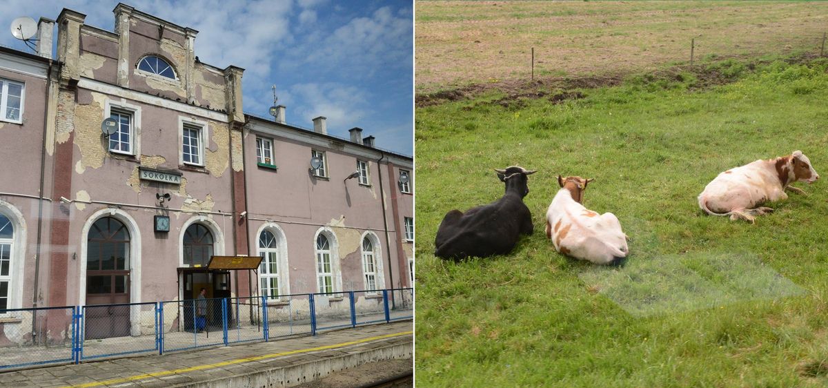 Tee Kaunasest Bialystokki viib mööda paremaid päevi näinud Sokolka raudteejaamast. Vahetult raudtee ääres võib näha ka end üsna vabalt tundvaid lehmi.