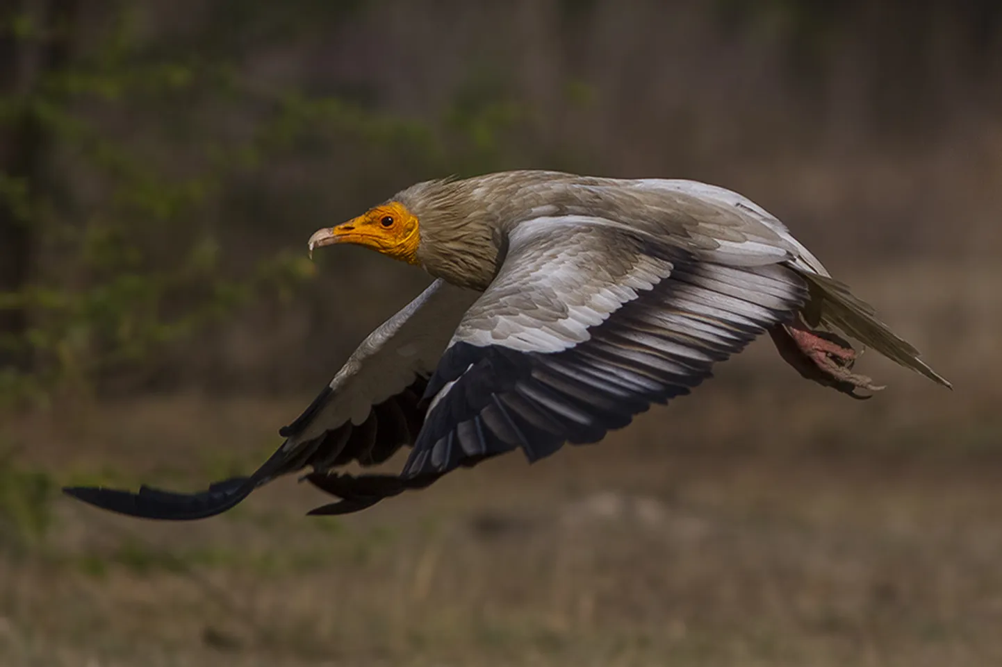 Raipekotkas (Neophron percnopterus), teised raipetoidelised linnud ja suured herbivoorsed imetajad on suure tõenäosusega 100 aasta pärast välja surnud.