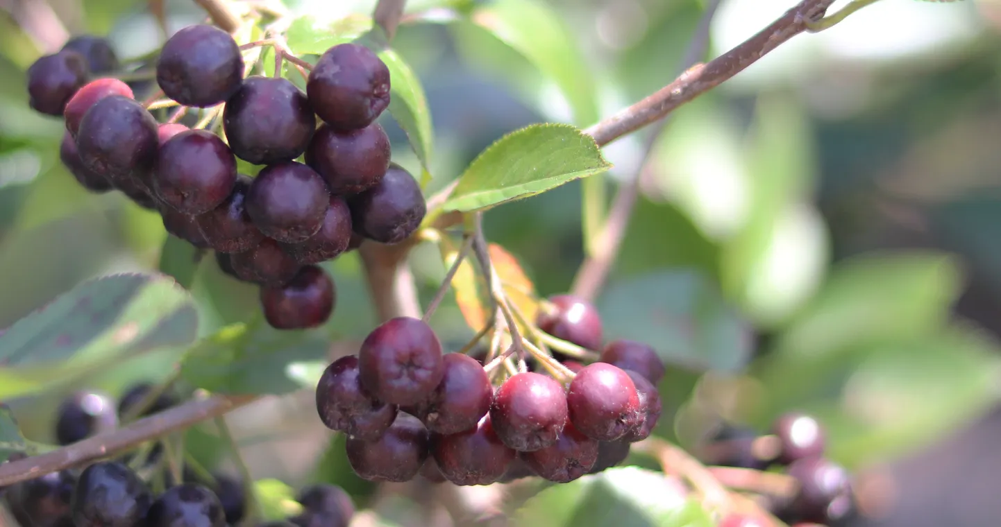 Brasiilia vihmametsades kasvava Acai-palmi marjad.