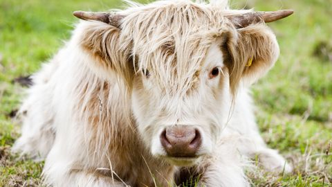 В Пярну из-за поднявшегося уровня воды в море опасности подверглись шотландские высокогорные коровы