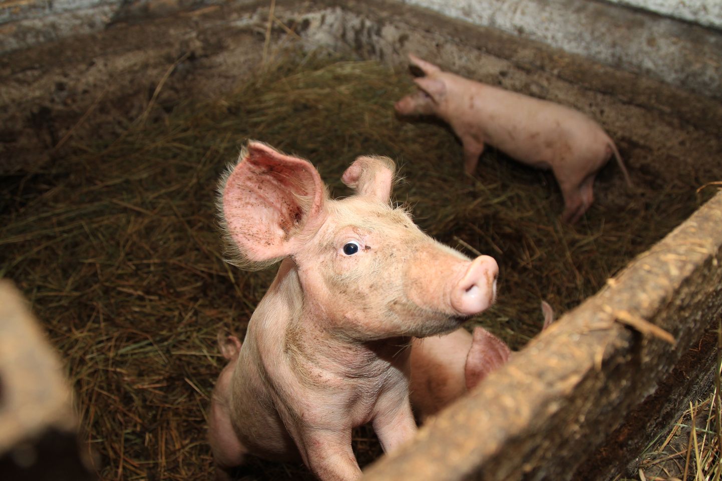 Китайцы - третьи в мире по потреблению свинины, которая в их продуктовой корзине является важным компонентом.