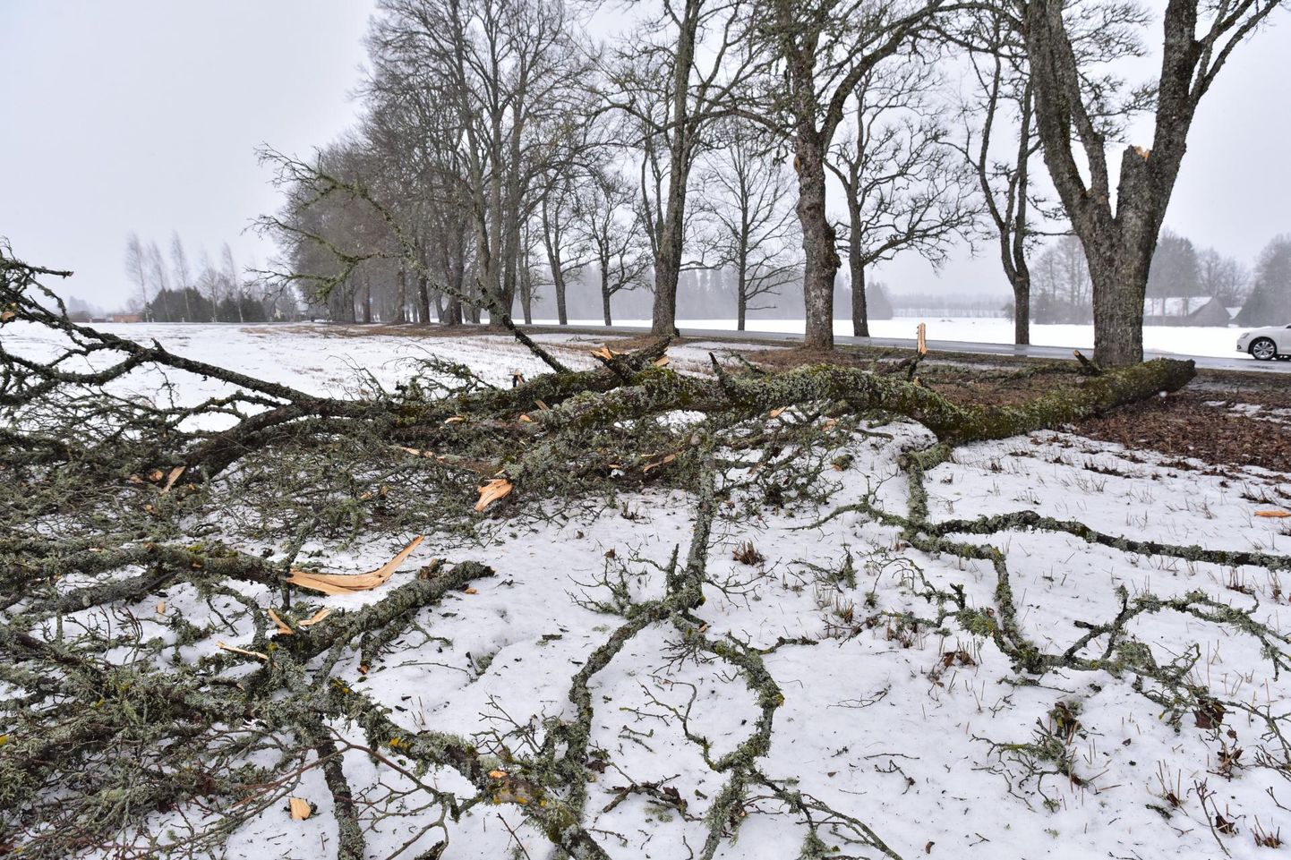 Mitmel pool maakonnas on maha langenud suuri puid.