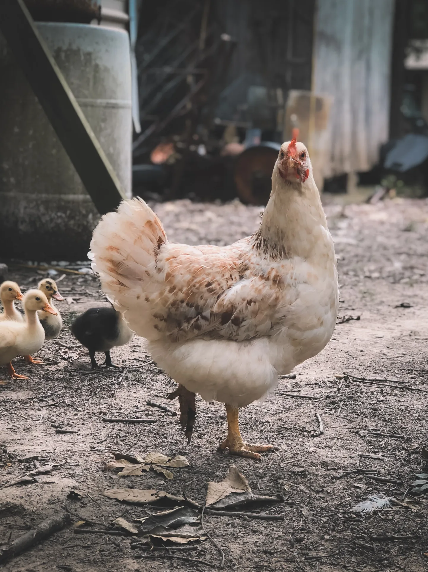 Kanadest ei pääse maailmas kuhugi. Nende biomass on üle kolme korra suurem kõikide metsikute linnuliikide biomassist. Pilt on illustreeriv
