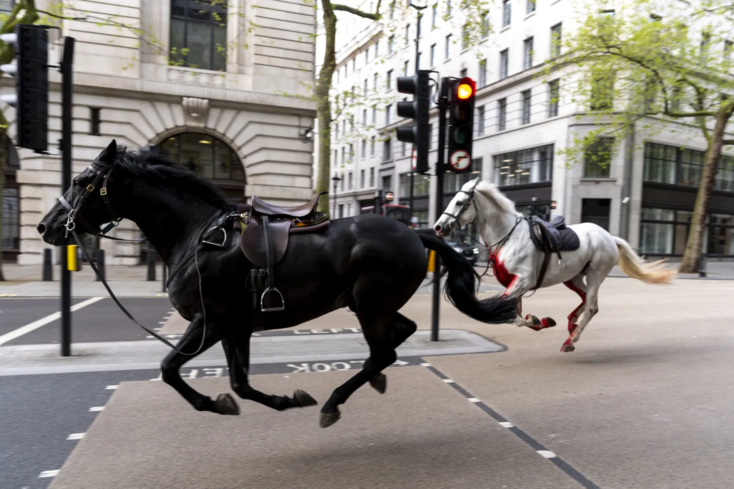 Лошади Королевской гвардии сбежали в Лондоне.