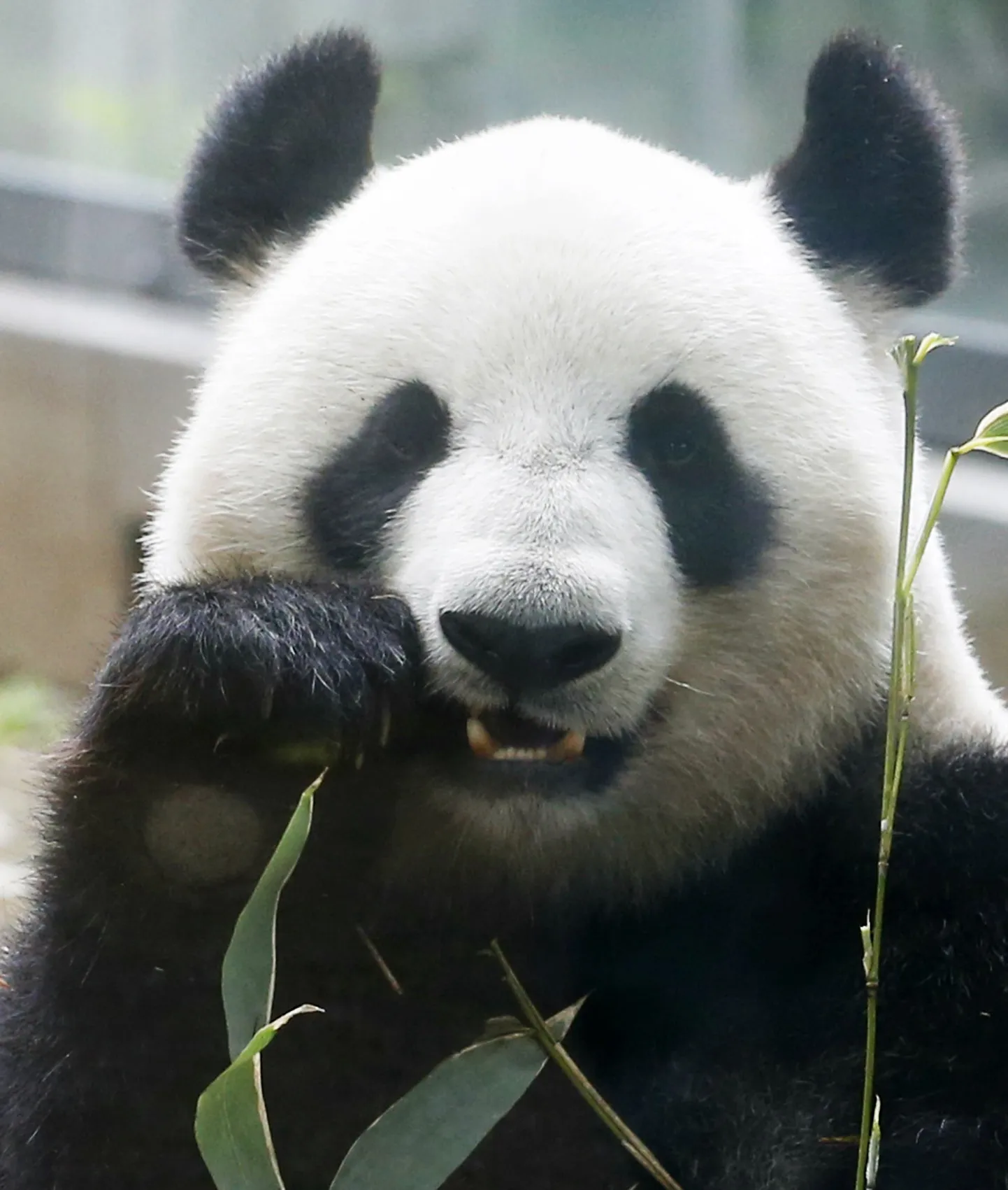 Hiidpanda