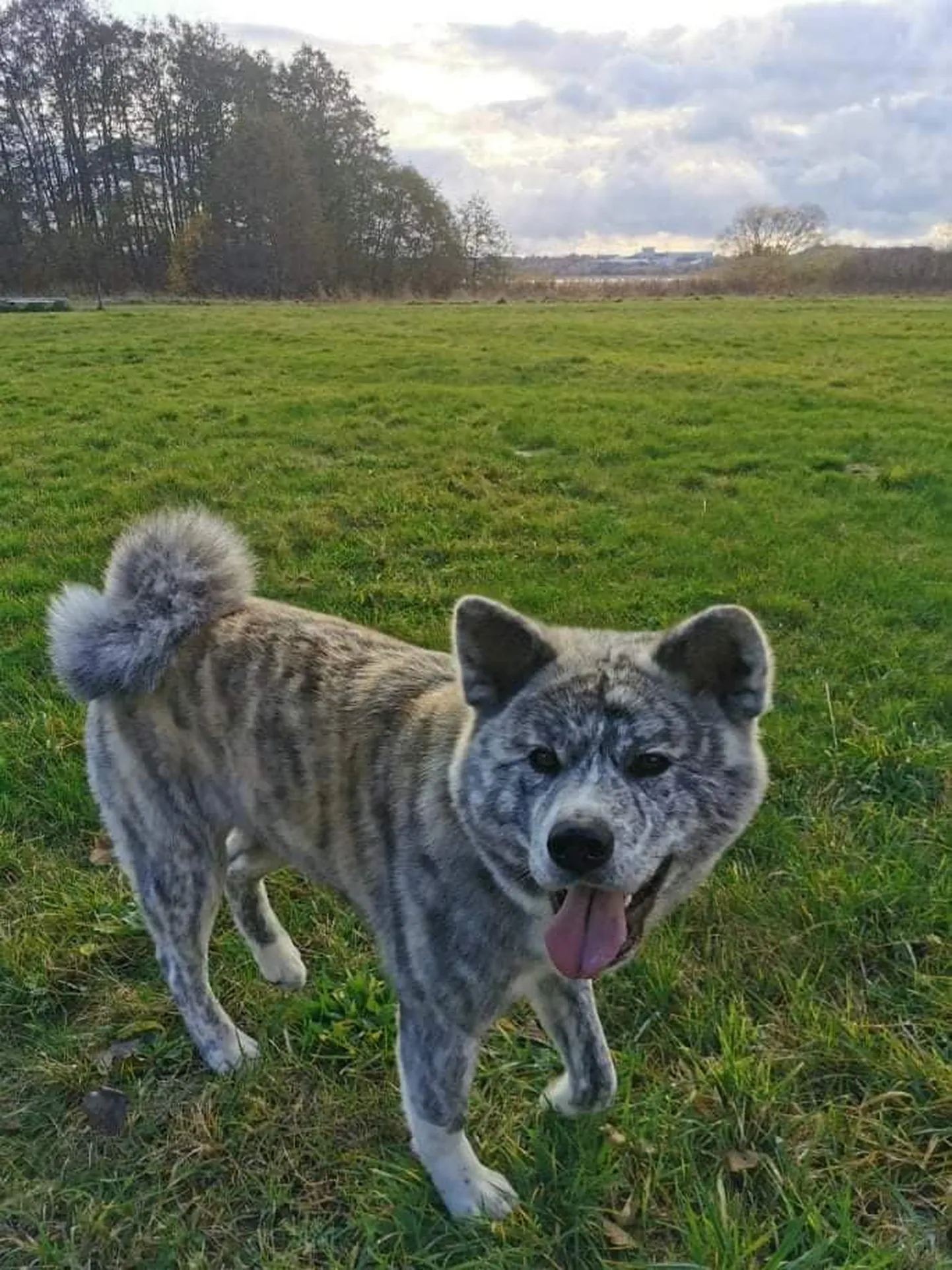 Koerake reageerib nimele Juna.