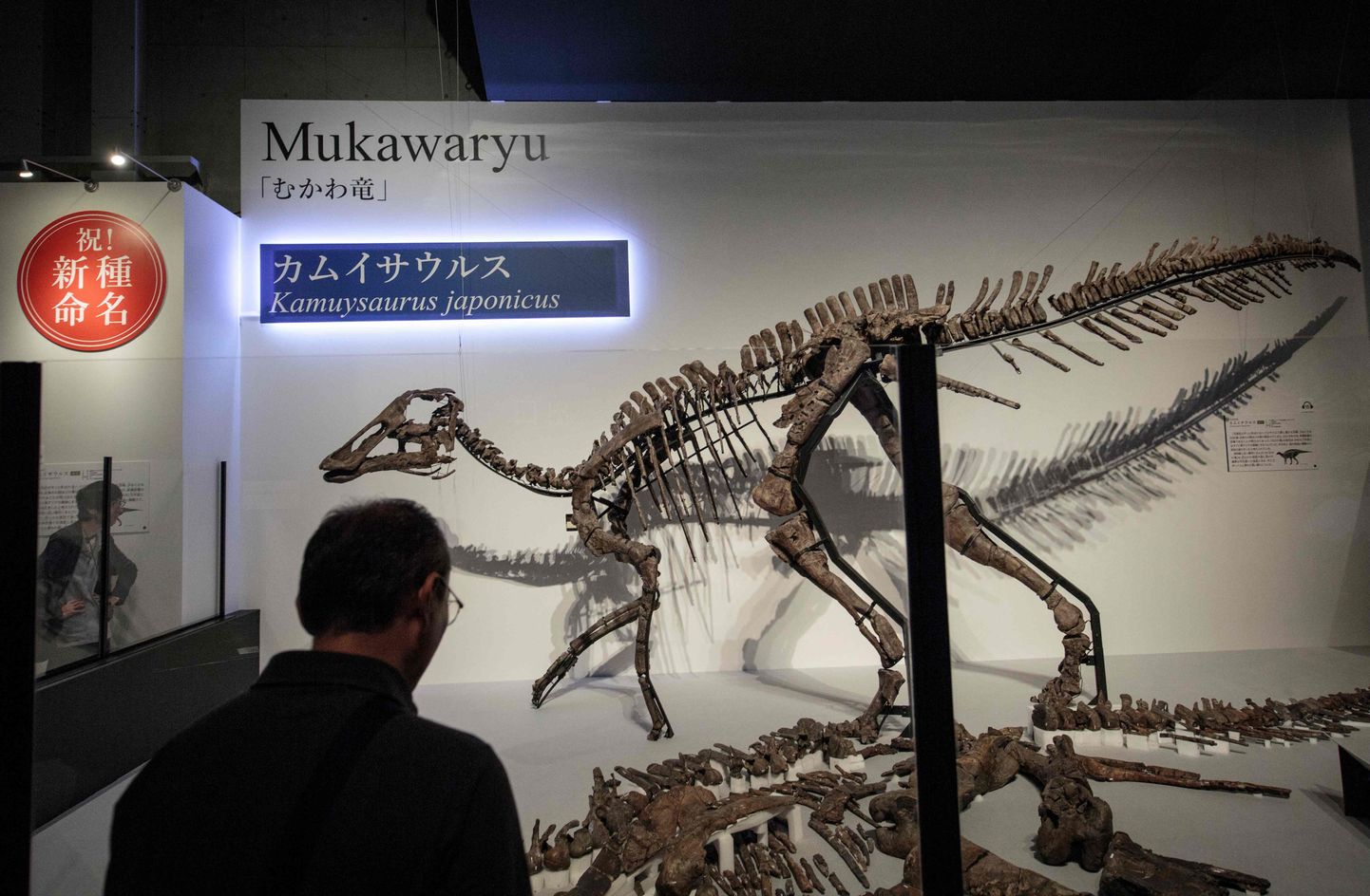 Jaapani teadlaste avastatud uue dinosauruseliigi kamuysaurus japonicus elusuuruses koopia reedel Tokyos väljapanekul Dinosaur Expo 2019.