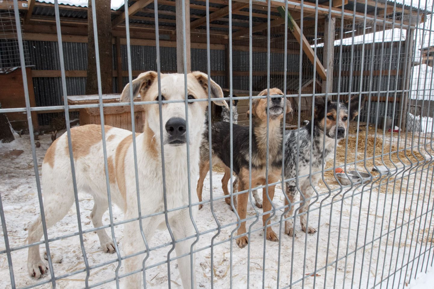 2012. aasta lõpus leiti Valga vangla territooriumilt 24 nälginud ja metsistunud koera, kes olid trööstitus olukorras ja sotsiaalsest elust võõrdunud.