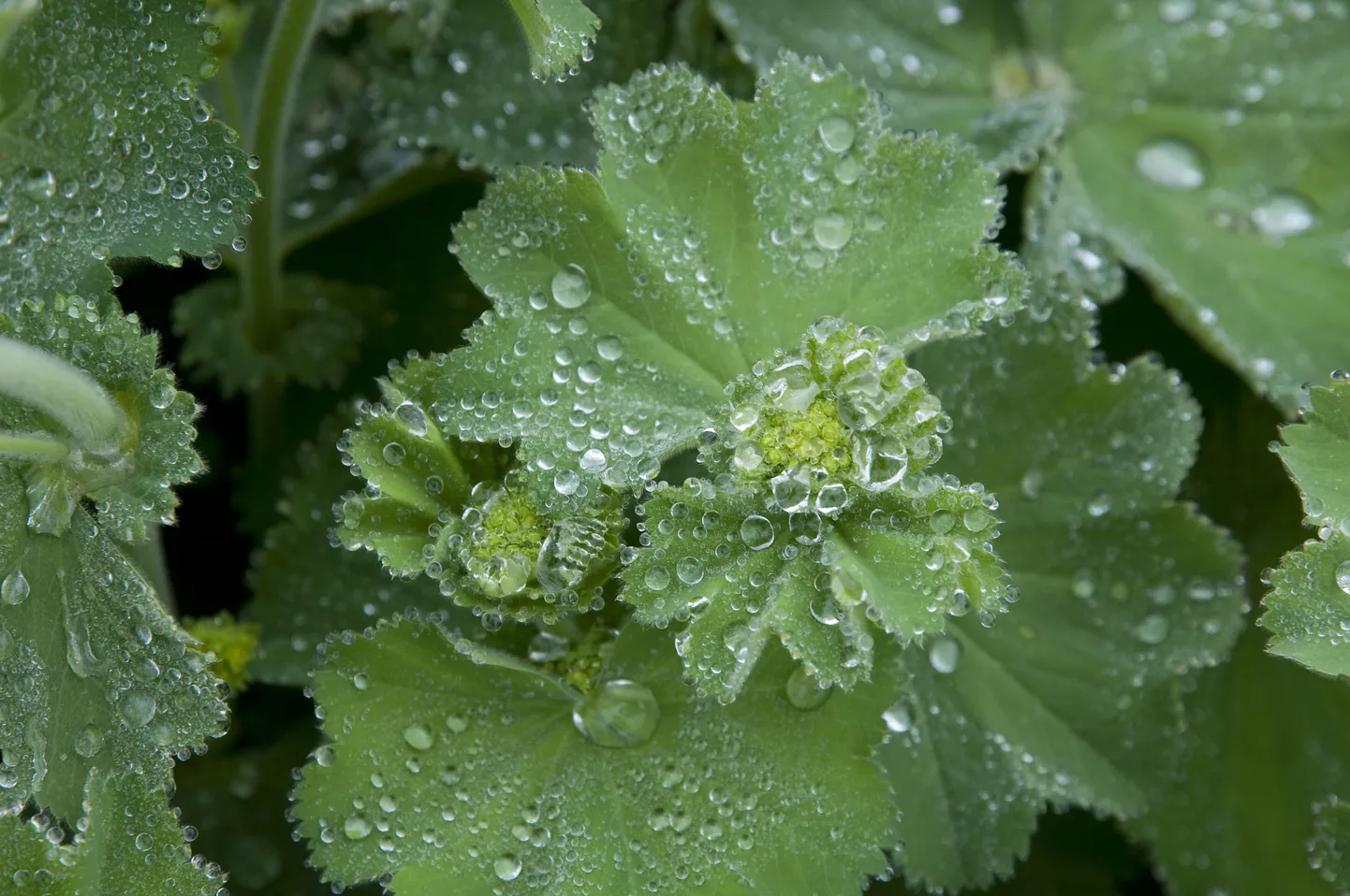 Alchemilla vulgaris.