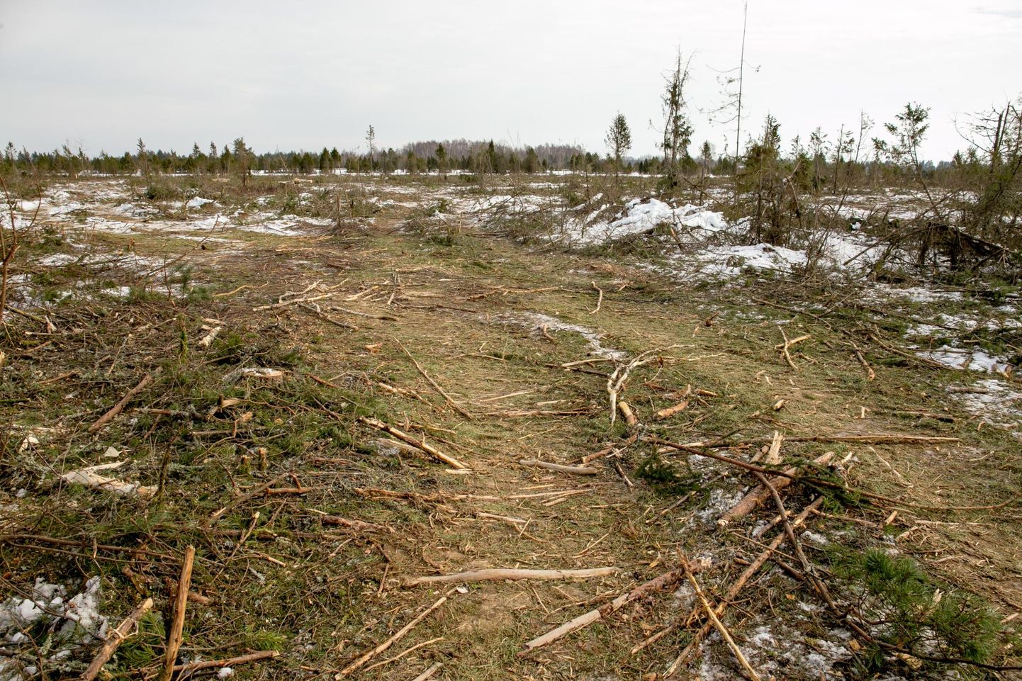 Metsanduse arengukava peab andma selge vastuse, kuidas on Eestis metsa raiumisega: kas raiutakse nii, et laastud lendavad, raiutakse vähe või mõistlikult?