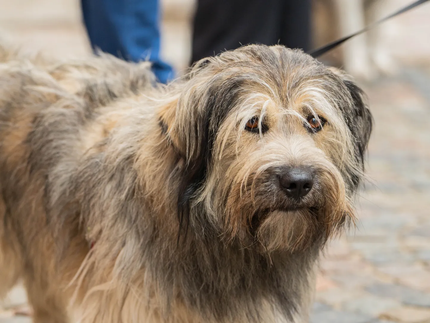 Ceturtdien pie Saeimas notiek pikets pret bezatbildīgu mājas dzīvnieku pavairošanu