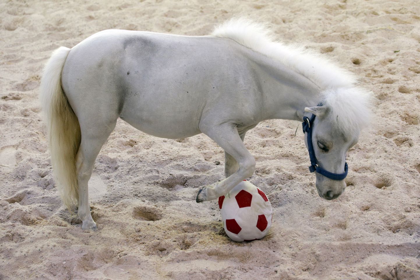 Liiv ja jalgpall kuuluvad konteksti, aga pildilolev poni ei ole looga seotud.