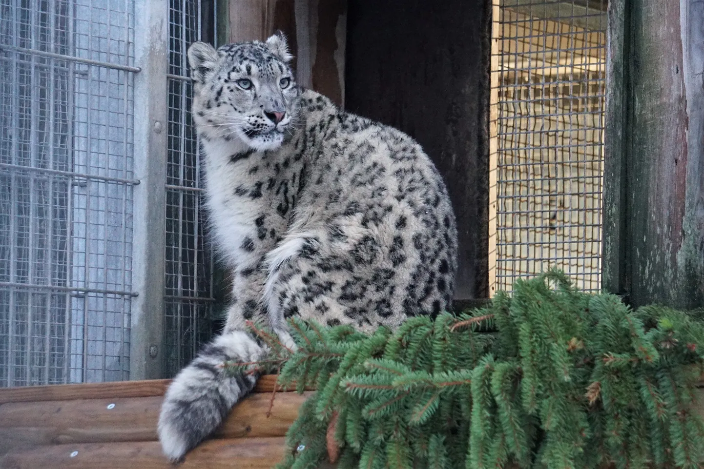 Lumeleopard Makalu õueaedikus