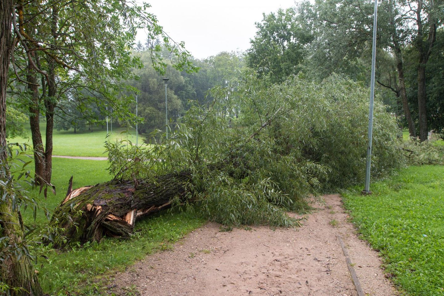 Eile õhtul tõusnud tuule tõttu pidid päästjad mitmes kohas eemaldama teele kukkunud puid. Foto on illustratiivne.