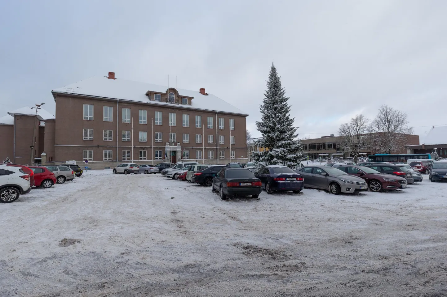 Et jõulupuuna oma rolli edukalt täitnud nulg püsis Viljandis Vabaduse platsil kena ja haljas, jäi tema mahavõtmine pisut hilisemaks kui tavaliselt.