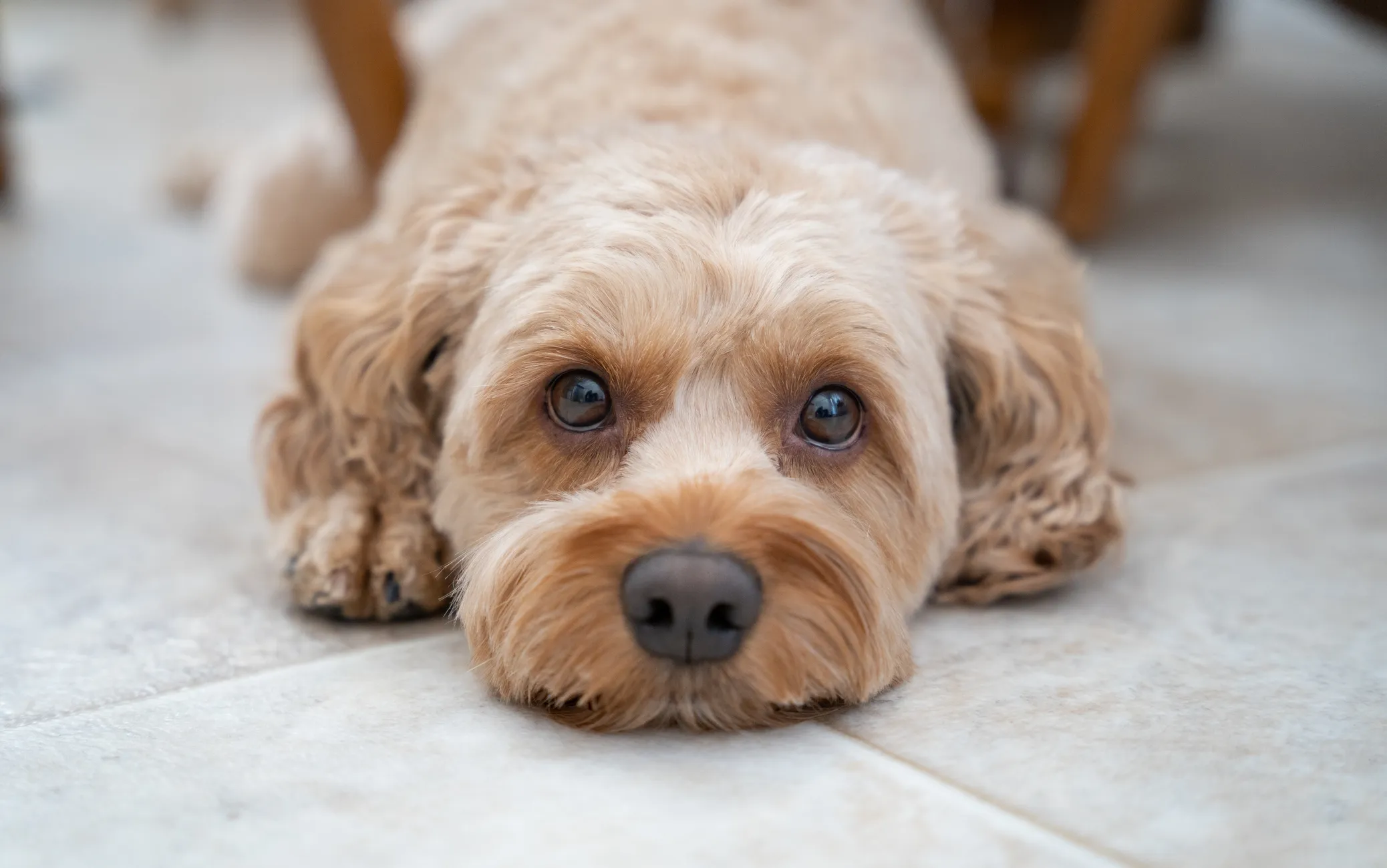 Cockapoo