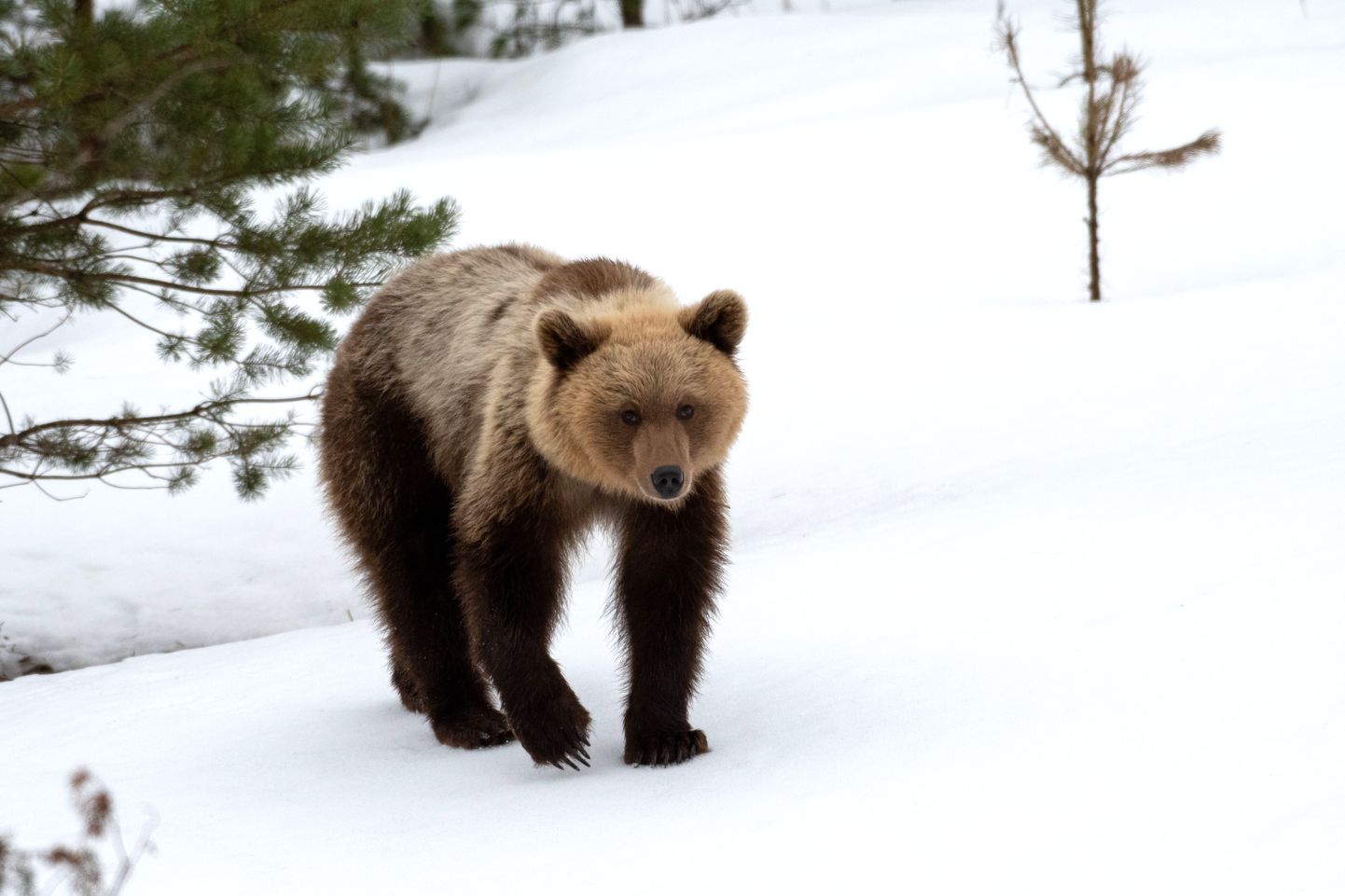 Медведь - вожделенный трофей для охотников, однако отстрел косолапых очень строго регламентирован. Местные охотничьи общества часто перепродают лицензию на отстрел медведя иностранцам, получая тем самым дополнительный заработок.