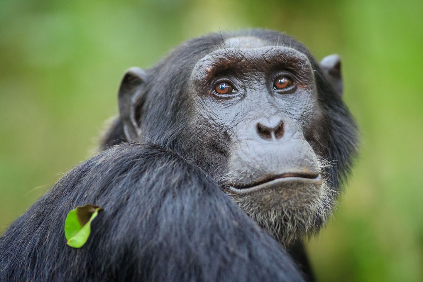 Suurest geeniuuringust selgub, et nagu inimesed ristusid omal ajal neandertallaste ja denisi inimestega, on paaritumise jälgi ka šimpansite ja bonobote DNAs.