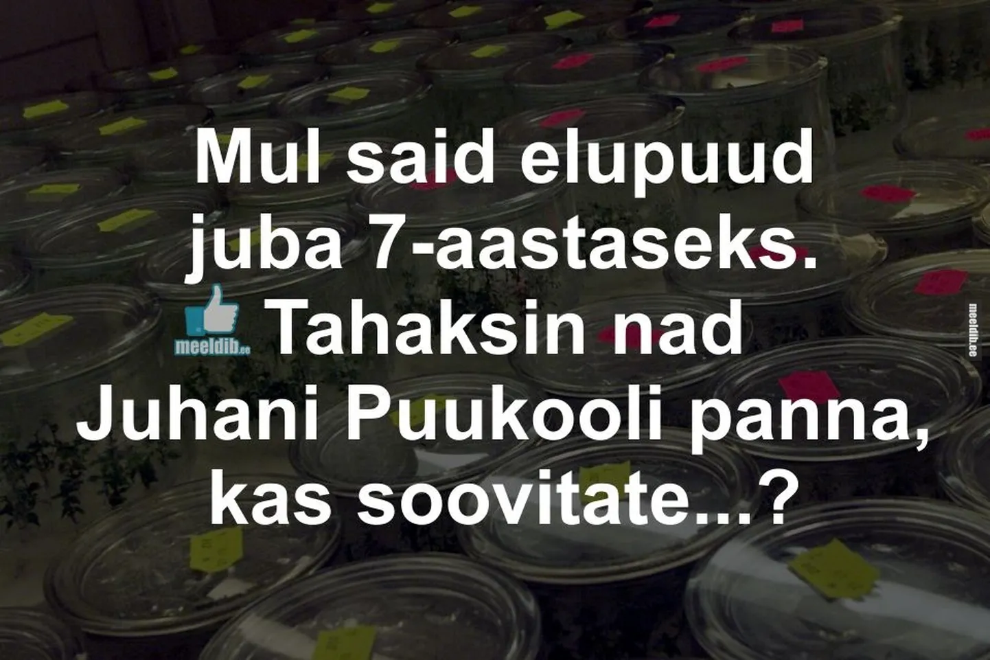 Artikli foto