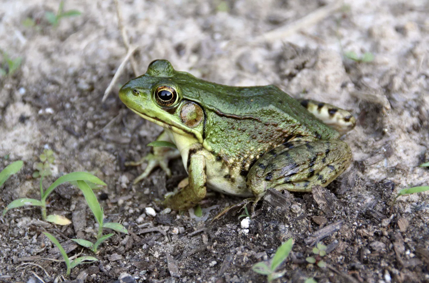 Esopus, New York: Bullfrog. June, 2006