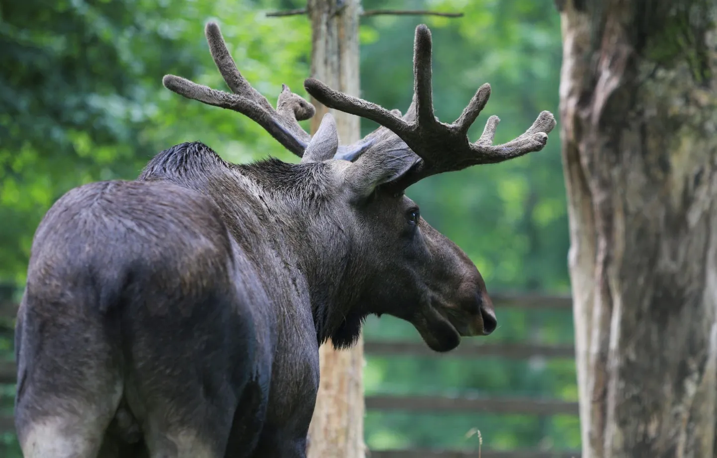 Hoiatus: Nõmmel liigub ringi põder