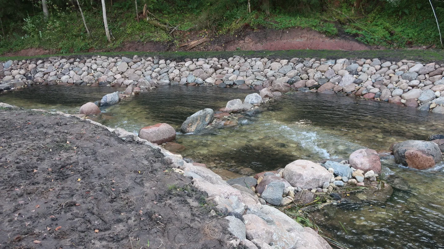 Tille kalapääs.