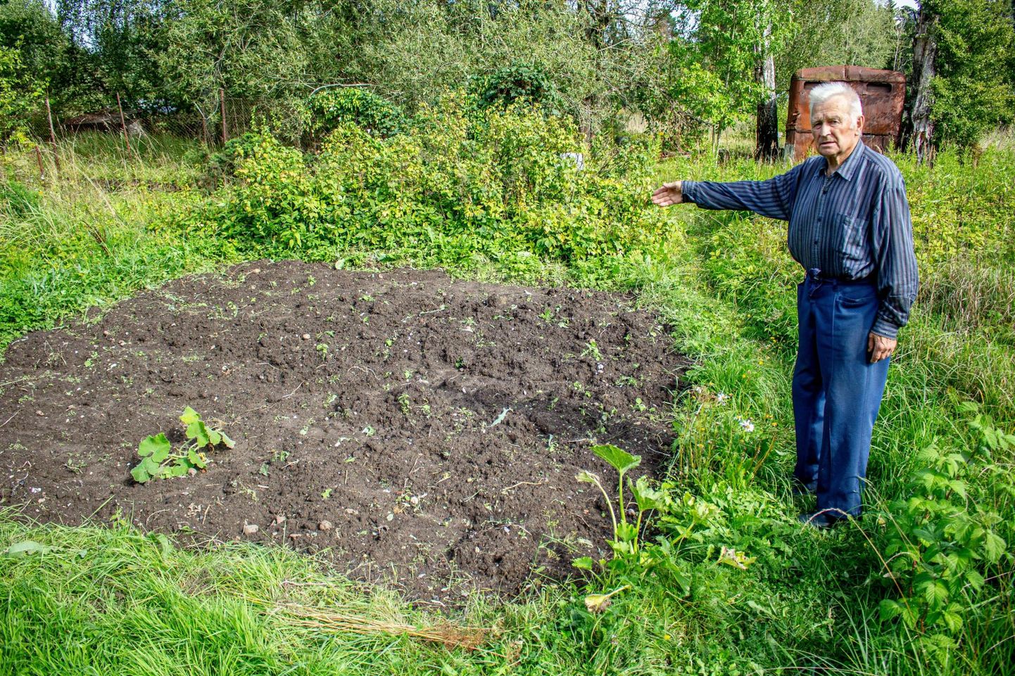 Тыну Киристая показывает участок земли, откуда украли картофель.