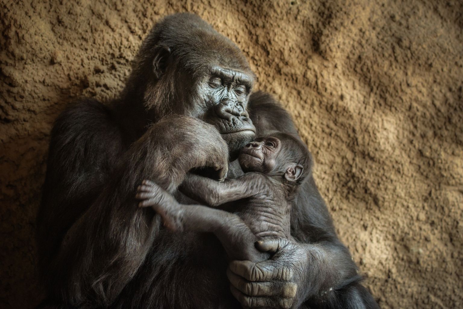 Gorilla koos kuuenädalase pojaga. Pilt on illustreeriv.