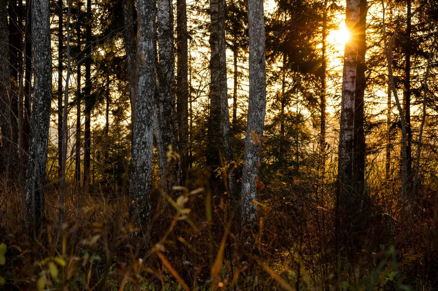 Pilvisemal ööl jäävad termomeetri näidud põhjapoolsetes maakondades üle viie kraadi.