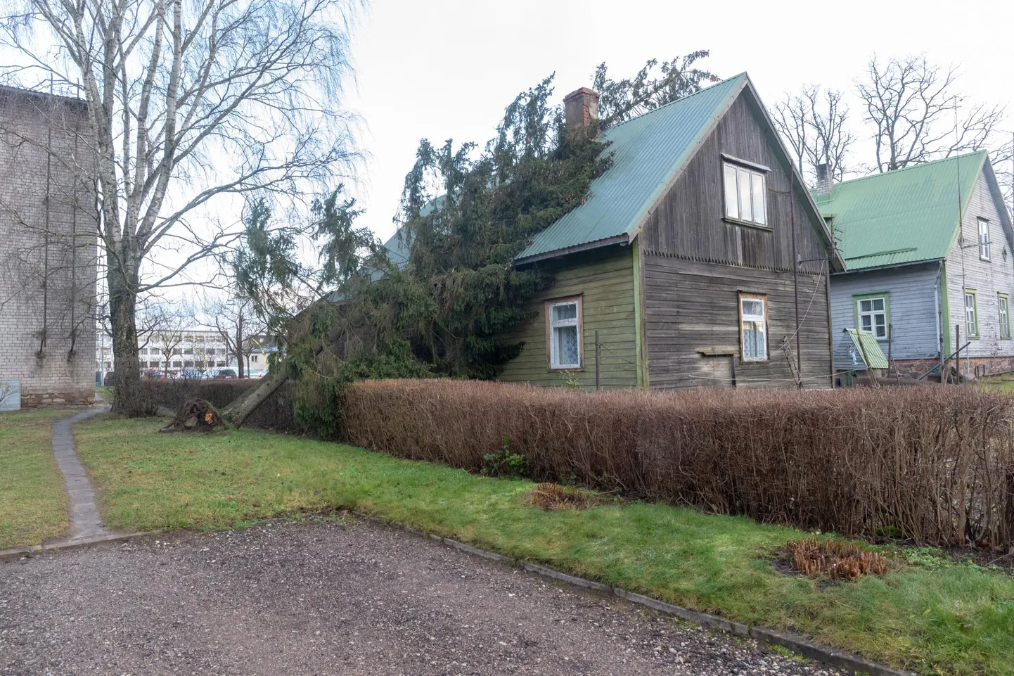 Viljandi turu lähedal vajus noor kuusk elumaja katusele.