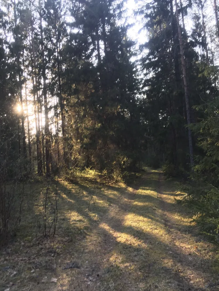 Triinu tehtud foto vahetult enne mesikäppadega kohtumist.
