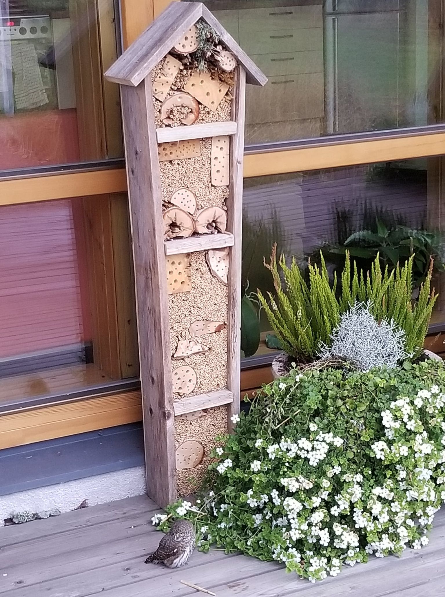 Iisaku looduskeskuse terrassil toimetavad putukad oma hotellis juba kolmandat aastat.