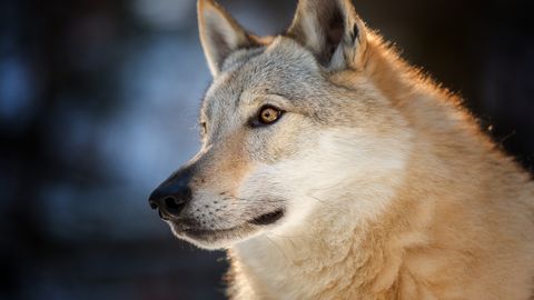 Tšehhoslovakkia hundikoer on saksa lambakoera ja hundi ristand. Tšehhoslovakkia hundikoer on saksa lambakoera ja hundi ristand.