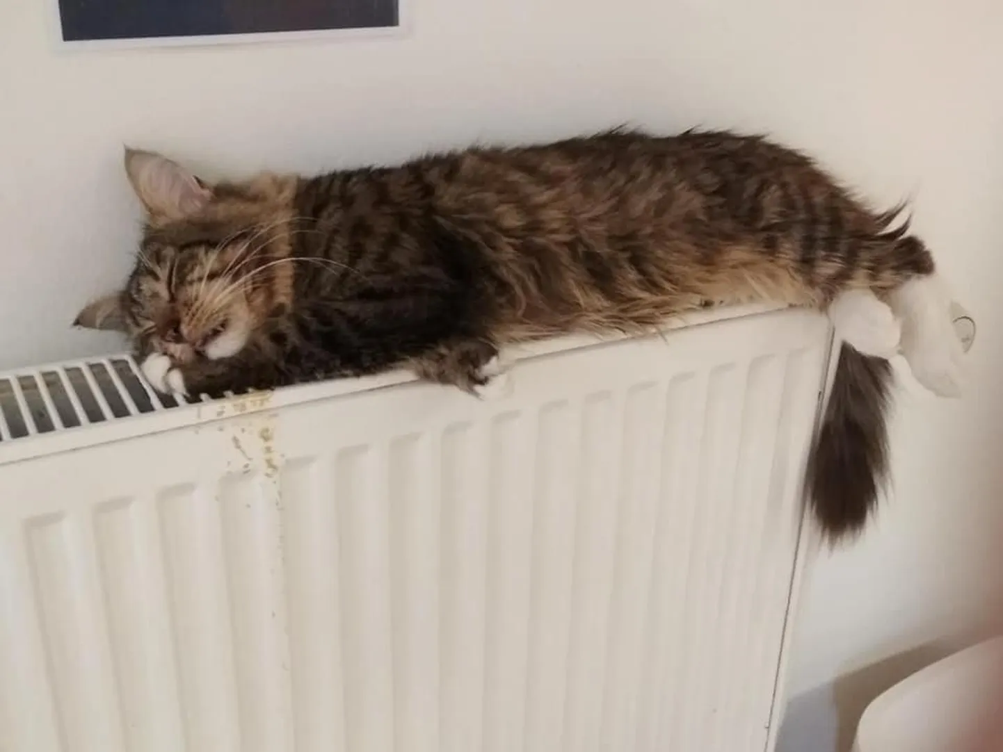 Turvakodu kiisu radika peal.