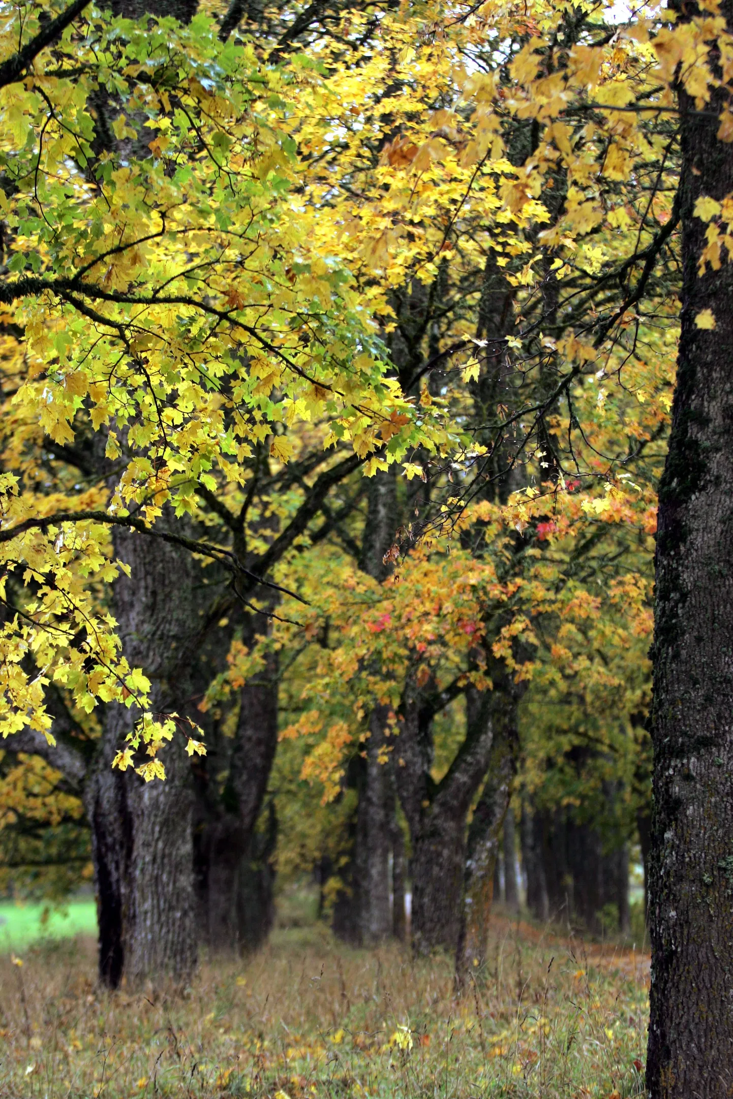 Sügisene park.